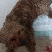 یک قلاده سگ پیدا شده