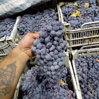 انگور دیمی سردشت درجه یک|خوردنی و آشامیدنی|تهران, میدان میوه و تره‌بار مرکزی|دیوار