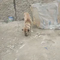 سگ سرابی نر
