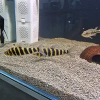 چند مدل ماهی مانستر گوشت خوار