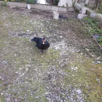 اردک اسرائیلی نر درشت