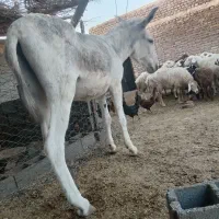 خر گلگی