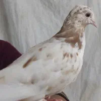 کبوتر ماده|پرنده|نهاوند, |دیوار