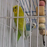 مرغ عشق همراه قفس و لوازم