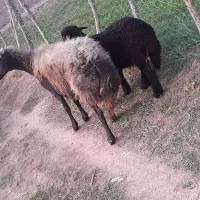 یک عدد گوسفند بره دار ویک ماده شیشک جنس|حیوانات مزرعه|مینودشت, |دیوار