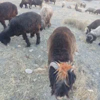 قوچ|حیوانات مزرعه|رودشت (چهارمحال و بختیاری), |دیوار