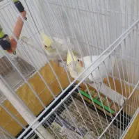 عروس هلندی