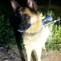 واگذاری ژرمن