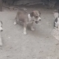 تعدادی توله شیواوا