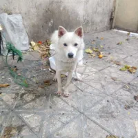 اشپیتزپامر روباهی