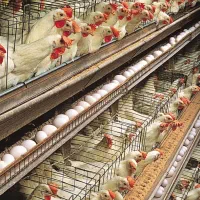 مرغ تخمگذار