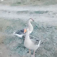 غاز و بوقلمون فروشی