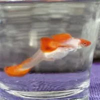 ماهی گوپی کلکسیونی خاص (مولد)|ماهی|گرگان, |دیوار