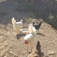 چهل تاج|حیوانات مزرعه|نسیمشهر, |دیوار