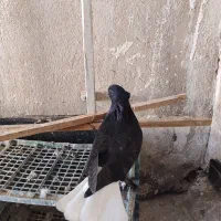 چهار عدد جوجه زاغ دم سفید