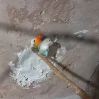 یکجفت کوتوله|پرنده|نجف‌آباد, یزدانشهر|دیوار