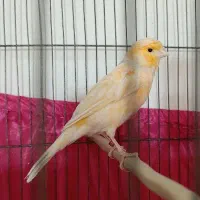 قناری ماده برفکی درشت آماده آماده