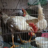 سلام فروش خروس کاملا اورگانیک