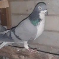 کبوتر|پرنده|اصفهان, شاهد|دیوار