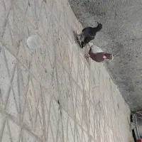 کفتر