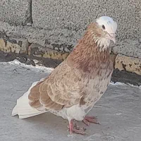 کبوتر شازده