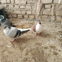 سه عدد کفتر مفت|حیوانات|شیروان (خراسان), |دیوار