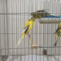 قناری رسمی بلند شاخص