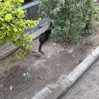گربه خونگی پیدا شده