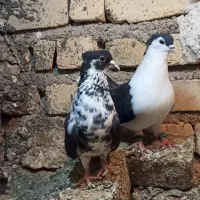 خوشرنگ کاکلی کل دار