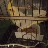 عروس هلندی لوتینو