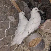کبوتر سفید و قزوینی