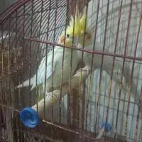 عروس هلندی نر و ماده لوتینو