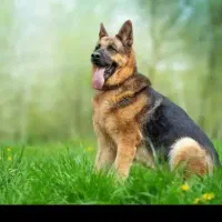 پذیرش سگ جهت حمایت