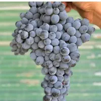 نهال انگور ترکمن درخت انگور بیدانه سیاه ،نهالستان|خدمات باغبانی و درختکاری|مشهد, خواجه ربیع|دیوار