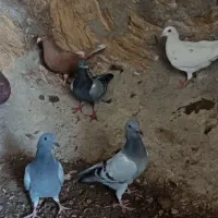 سرخ زرد سبز|پرنده|بیرجند, |دیوار