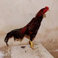 مرغ خروس لاری