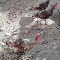 بوقلمون دوتا ماده یه نر