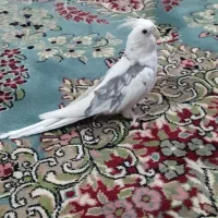 عروس هلندی نر|پرنده|خاش, |دیوار