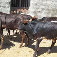 12 راس گوساله نر گاو