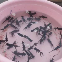 ماهی قرمز|ماهی|بانه, |دیوار