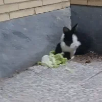 خرگوش|موش و خرگوش|زرند, |دیوار