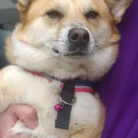 سگ پا کوتاه