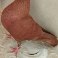 تعدادی کبوتربفروش میرسد