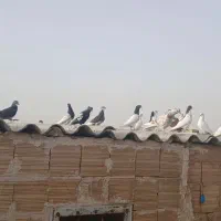 کفتر|پرنده|قم, کلهری|دیوار