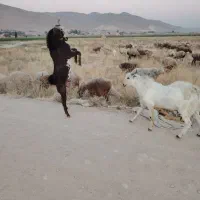 فروش کهره نر|حیوانات مزرعه|شیراز, کفترک|دیوار