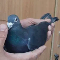 کفتر گم شده