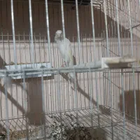 قناری رسمی بلند ماده|پرنده|تبریز, |دیوار