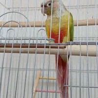 طوطی گرینچی