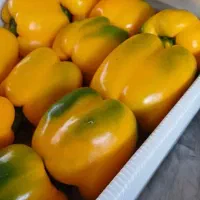 فلفل دلمه باکیفیت مستقیم از گلخانه|خوردنی و آشامیدنی|تهران, سعادتآباد|دیوار