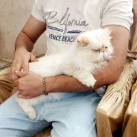 گربه پرشین ماده|گربه|اردبیل, |دیوار